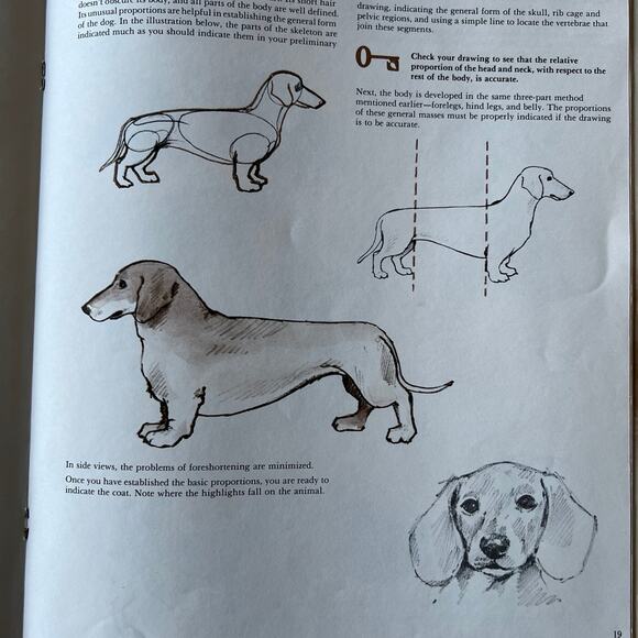 Animal Drawing Instruction Manual - Picture 7 of 11